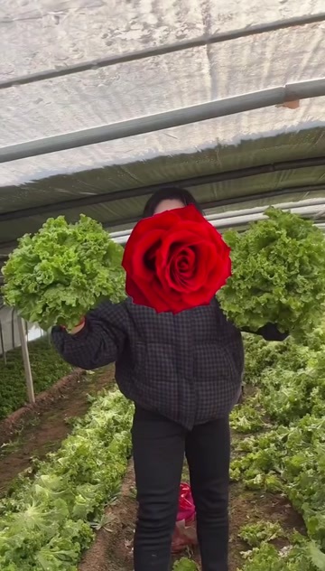 邯郸生菜