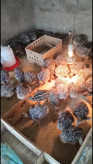 保定鸵鸟苗，鸸鹋幼崽，鸵鸟蛋，大量批发现货。