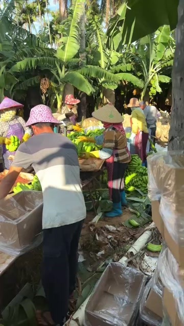 乐东县海南香蕉