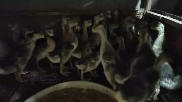衡阳县灰鹅苗