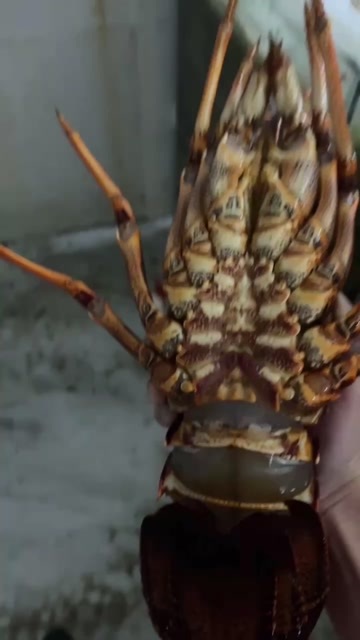 深圳海鲜各种产品