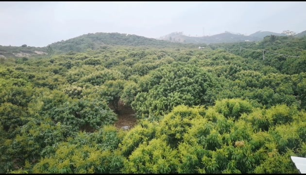 廉江市荔枝预售5月中，妃子笑，桂味荔枝