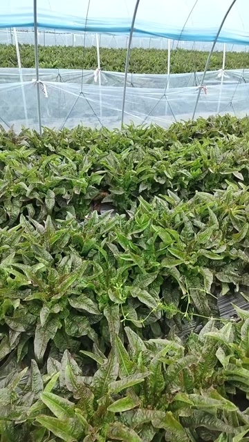 常熟市红叶莴笋