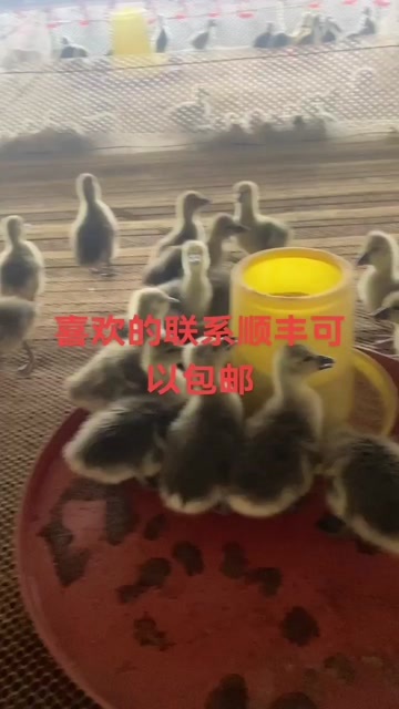 天津郎德鹅