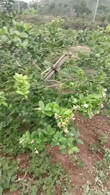 吴川市广东香水一级果
