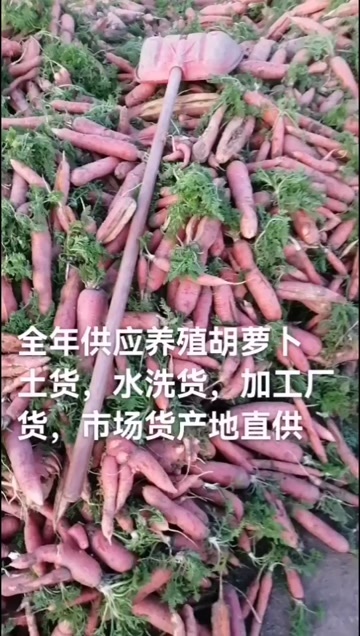 襄城县养殖胡萝卜，养殖货大量供应。有需要的老板敬请关注
