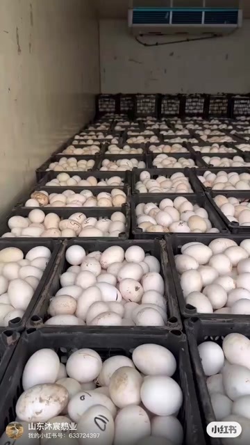 枣庄新鲜鹅蛋批发零售 枣庄直发 品质优选 高性价比禽蛋
