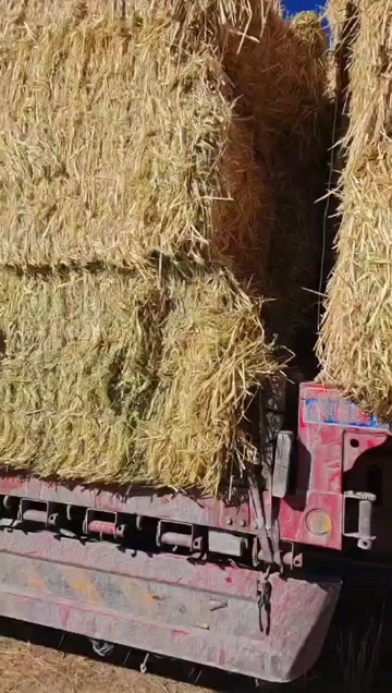 绿色燕麦草，质量保证价格低廉，如有需要随时可以咨询，欢迎选购