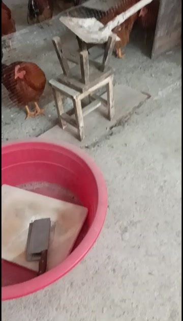 南宁土鸡 阉鸡
