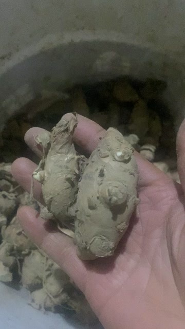 南宁莪术种子种球已经有芽点（包邮，除偏远地区外）