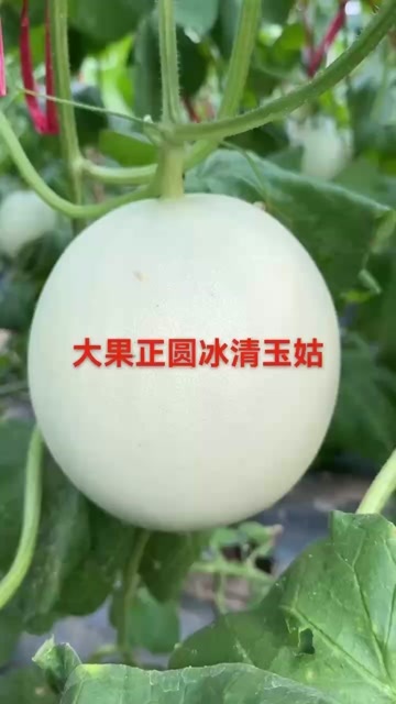 寿光市玉菇甜瓜苗，冰淇淋甜瓜苗白皮绿肉，口感脆甜，糖度高