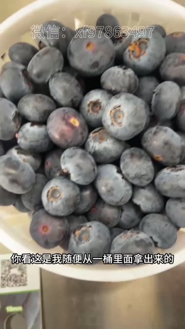 澄江市云南澄江蓝莓L25 F6中老铁路冷链直达背书品质