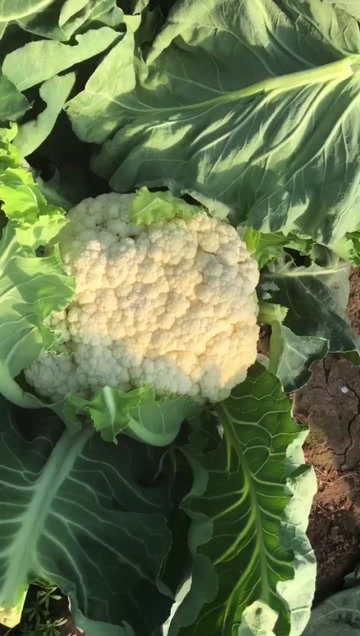 启东市2到3斤 精品菜花 现货 农户直接对接 价格牛逼 货物美丽