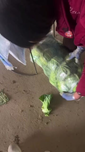 钟祥市精品甘蓝，打包出货，用的联系，