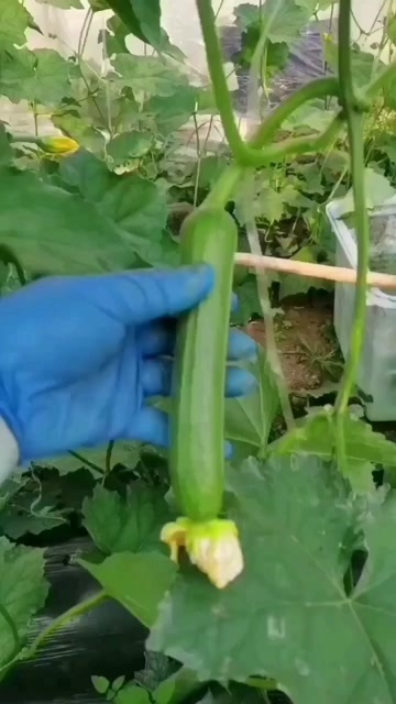 寿光市油皮丝瓜苗，油丝瓜苗，绿色油亮，肉质厚实，味浓