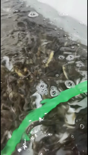 湖南山区土泥鳅（全圆鳅）现捕现发，水产批发零售