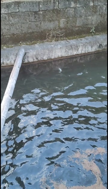 雅鱼，也称为细甲鱼
