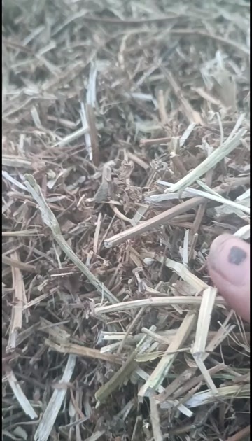 正阳县花生秧