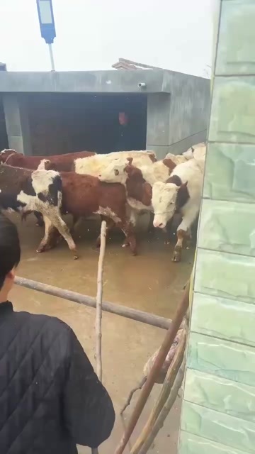 礼县小公牛犊