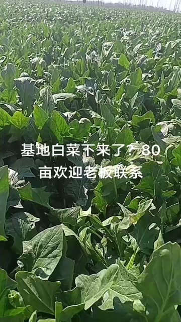 东明县基地菠菜出售