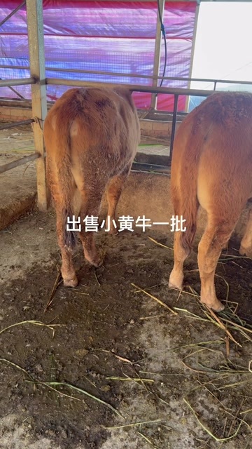 乐清市黄牛苗