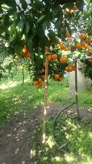 资中县四川青见果冻橙