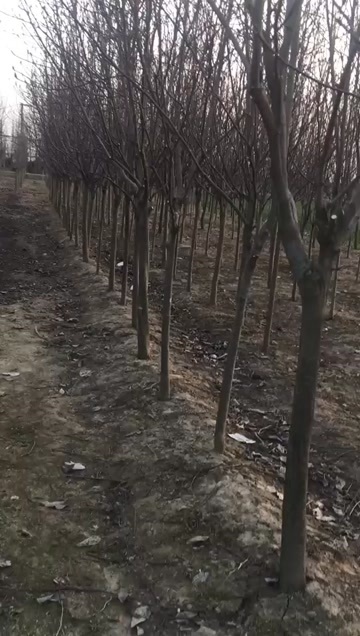 驻马店紫玉兰