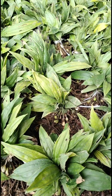 大量出售紫花宽叶毛慈菇苗  品种好  质量保证