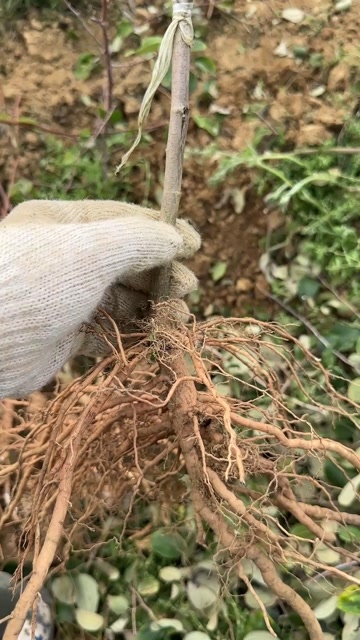 南宁大青枣苹果枣11号13号品种苗，当年种植当年结果