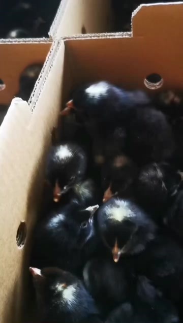 南宁正品金芦花出壳苗