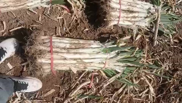 鸡泽县河北芽葱