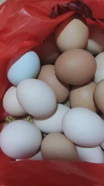 惠来县自家土鸡生养土鸡蛋
