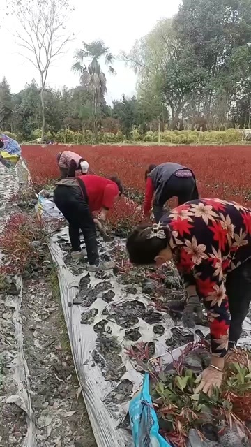 成都红叶石楠16杯苗冠幅30+