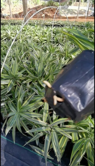 乐东县黄金百合竹  绿植中的爱马仕
小苗开售 现货