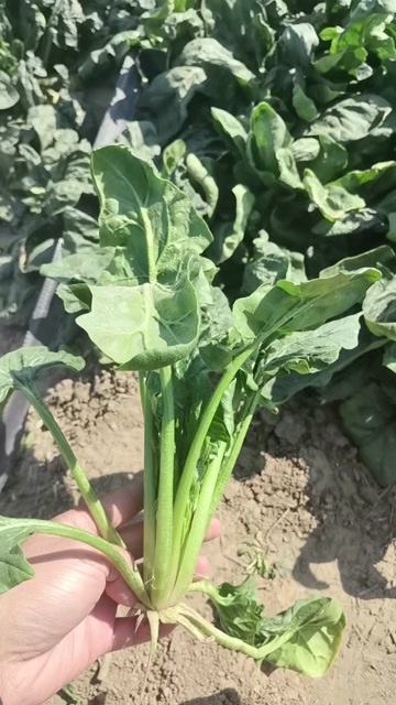 菏泽化验农残菠菜大型基地