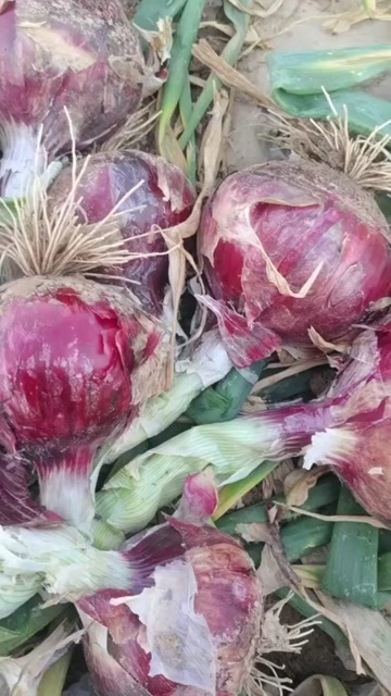 丰县丰县洋葱种植基地精品紫皮洋葱。。，，，，，，，，，，，。。。