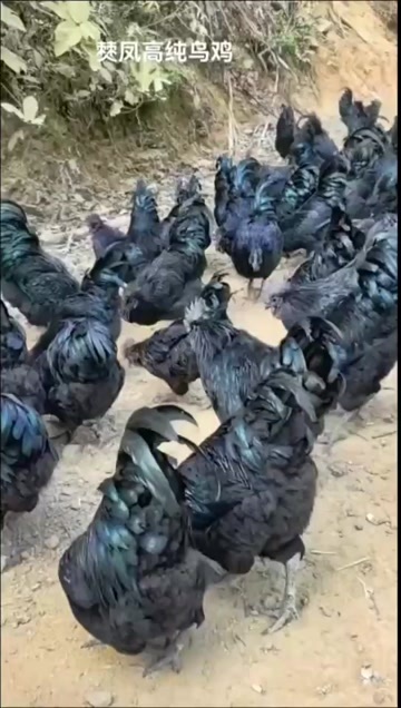 威宁县焚凤高纯乌骨鸡