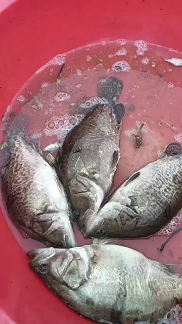 宁乡市新鲜翘嘴鳜鱼 湖南长沙宁乡直发 食用鱼类水产 批发零售