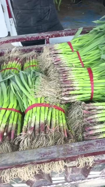 内黄县河南内黄精品红根蒜苗，价位不高，需要的老板联系