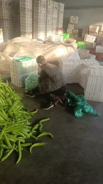 临邑县好尖椒