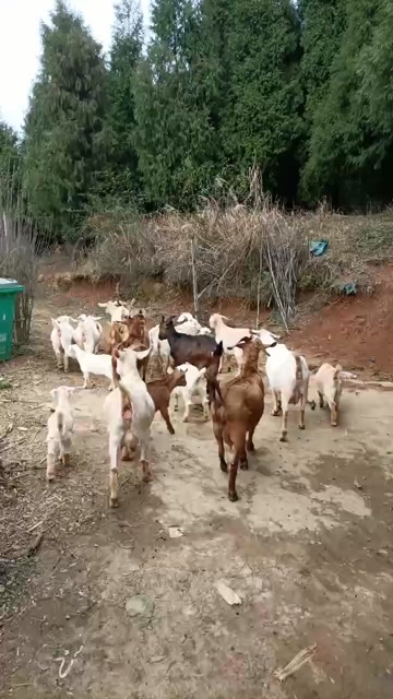 玉屏县一群放养山羊打包出售