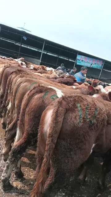 威宁县肉牛