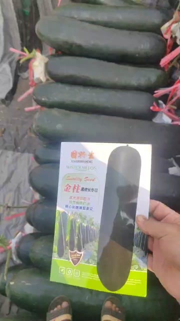 东方市金柱黑皮冬瓜种子，转色快，丰产肉厚，瓜腔小，厂家直销，招代理