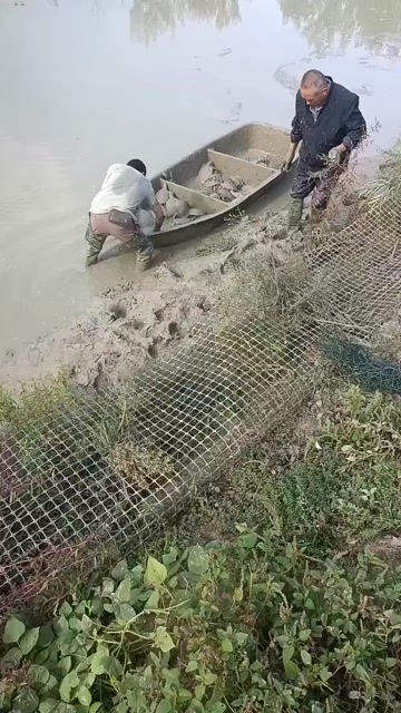 惠农严选- 1-3两甲鱼苗 易养殖产量高 活体外塘生态放养