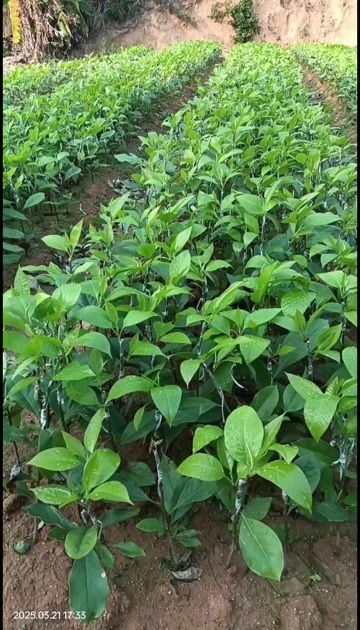灵山县玉兰花苗（火力楠嫁接苗)