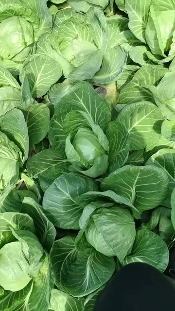 单县圆包菜