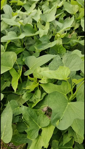 红薯苗.榴莲密薯苗，超短慢50红薯苗28红薯苗9408苗