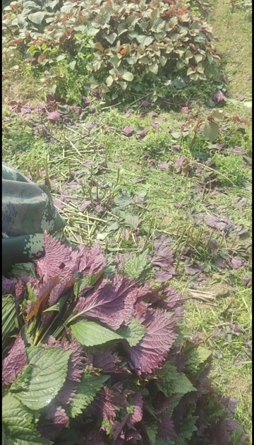 佛山大叶紫苏