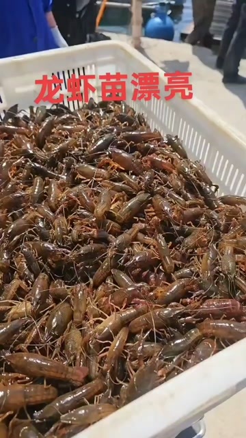 当涂县龙虾苗，40元一斤！
