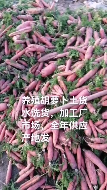 襄城县精品胡罗卜，次品胡罗卜产地直供一手货原